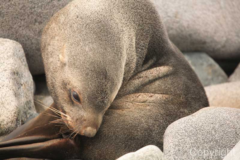 seal on rock