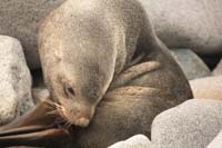 seal on rock