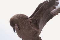 skua