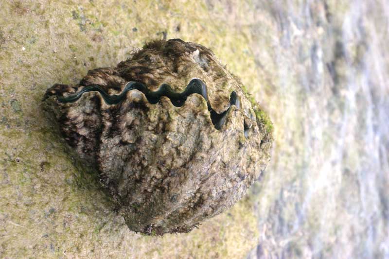 clam