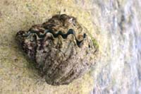clam